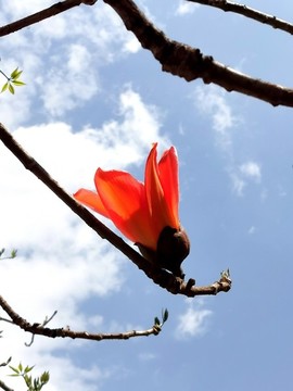 木棉花攀枝花