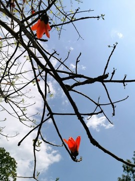木棉花攀枝花
