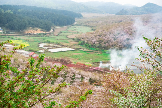 安順黃臘鄉(xiāng)櫻花園