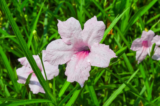 花卉攝影素材粉色藍(lán)花草特寫