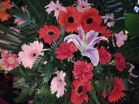 非洲菊