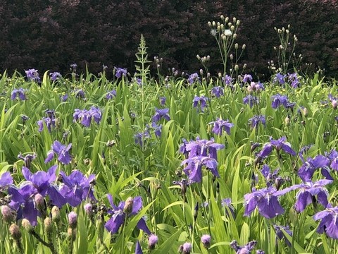 蘭花花海