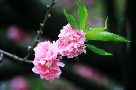 桃花