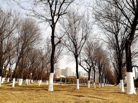 冬季的公園樹林