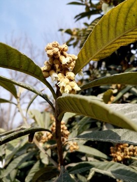 枇杷樹開花