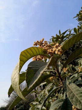 枇杷花