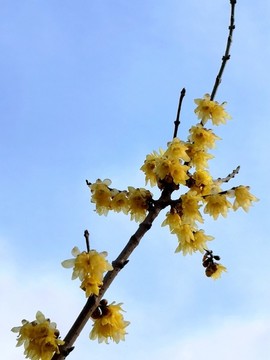 蠟梅花枝