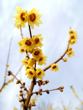 梅花梅枝