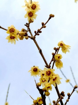 梅枝