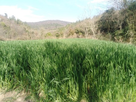 小麥