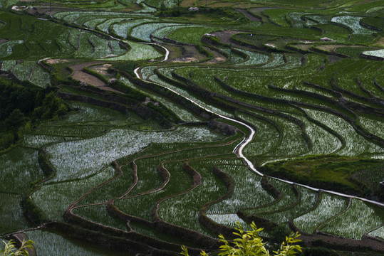 鳳堰古梯田