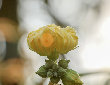絲瓜花