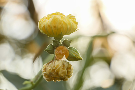 絲瓜花