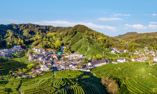 航拍杭州西湖龍井茶園