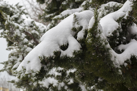 雪壓松枝
