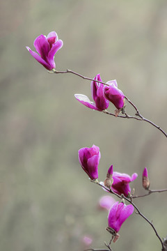玉蘭花