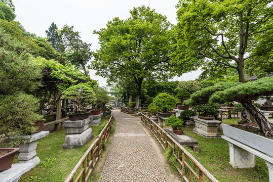中國蘇州留園的盆景園