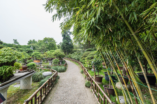 中國(guó)蘇州留園的盆景園