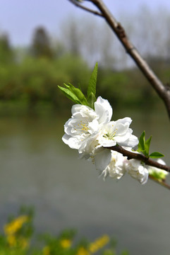 白色李花