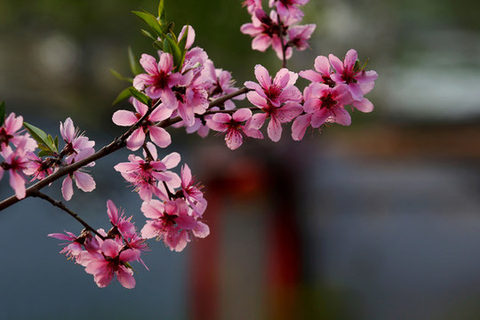 桃花