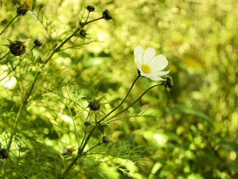 白花綠草