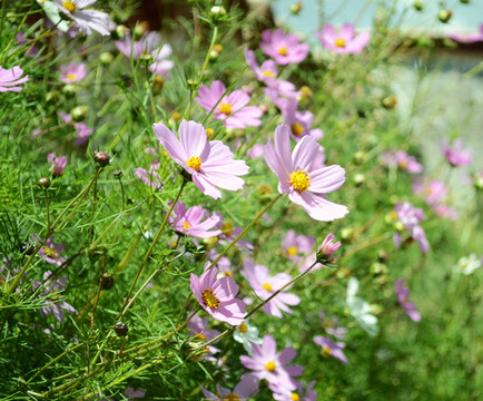 粉花綠草