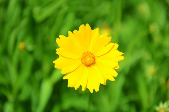黃花綠草