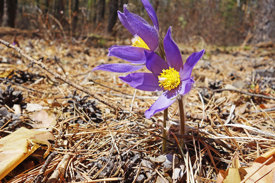 耗子花