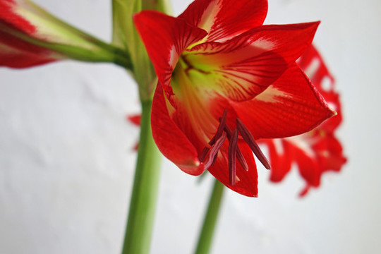 朱頂紅