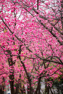 櫻花