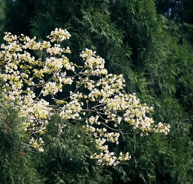 桐子花