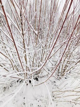 陽(yáng)春白雪