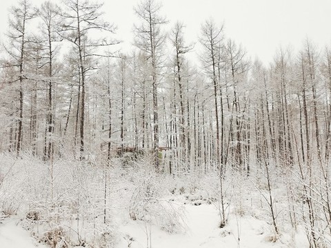 三月雪掛