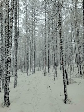 三月春雪
