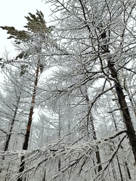 陽春白雪