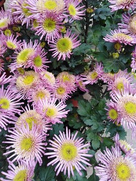 雛菊