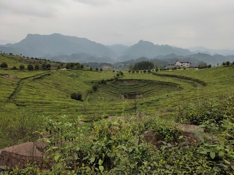 春天的茶山