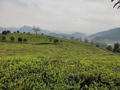 高山綠茶
