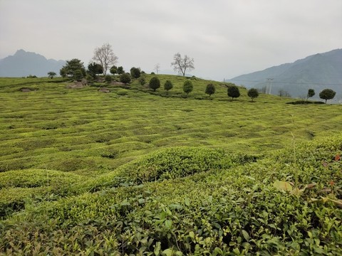 一望無際的茶樹