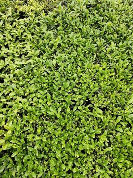 茶葉大圖