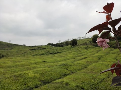 茶樹與櫻花