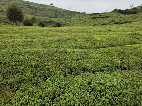 綠色茶園