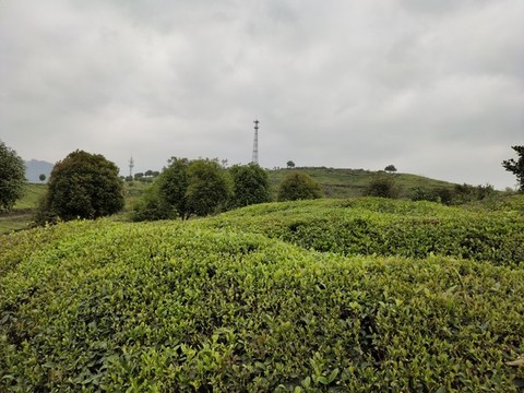 茶園背景