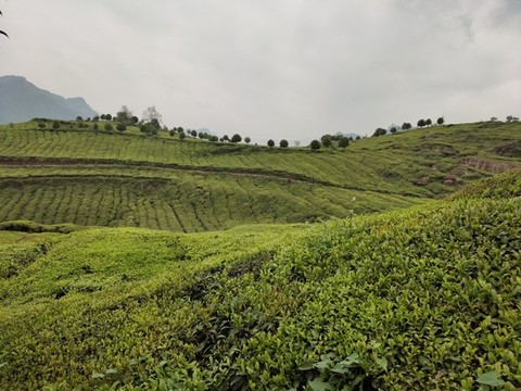 高山茶場