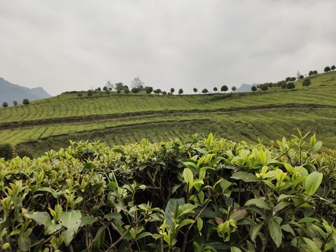 茶樹種植