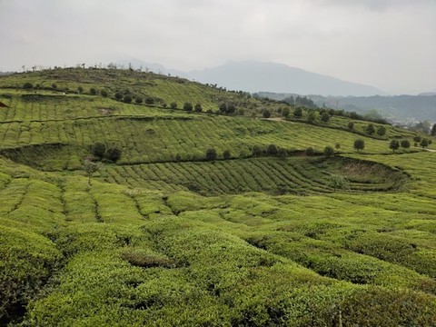 茶園背景