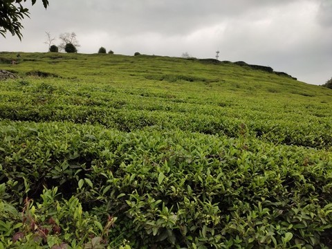 一望無(wú)際的茶樹(shù)