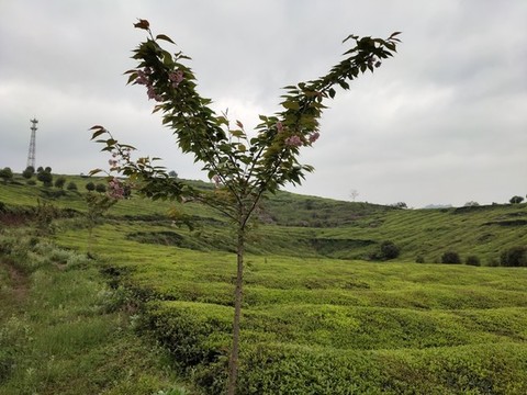 茶園里的櫻花樹(shù)