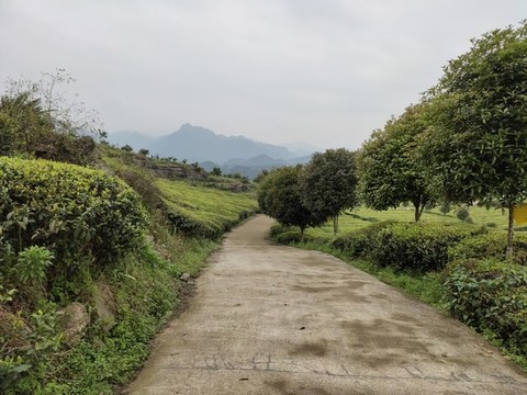 茶園與公路