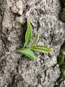 茶葉特寫